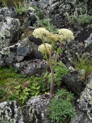 Angelica saxatilis