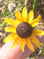 Rudbeckia hirta image