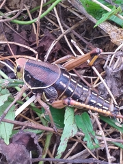 Brachystola behrensii