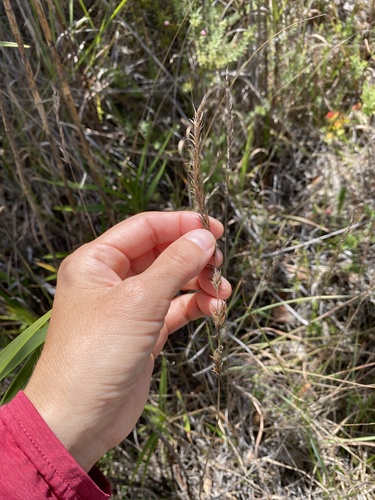 Dactylis glomerata observed 2025-09-21
