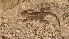 Agama bibronii