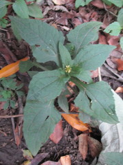 Sigesbeckia agrestis