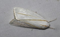 Cryptophasa flavolineata