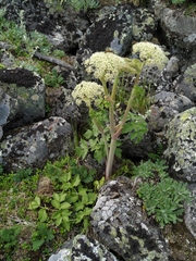 Angelica saxatilis