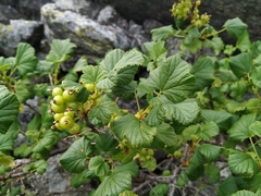 Ribes fragrans