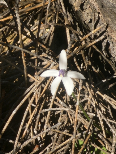 Dainty Blue China Orchid (Cyanicula amplexans)