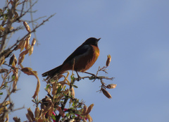 Diglossa brunneiventris