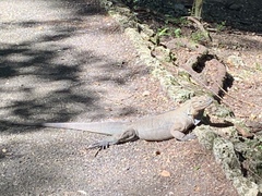 Cyclura cornuta