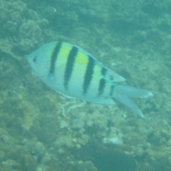 Abudefduf abdominalis