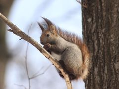 Sciurus vulgaris