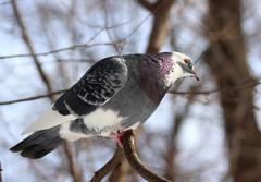 Columba livia domestica