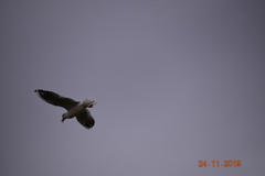 Chroicocephalus ridibundus