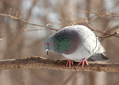 Columba livia domestica