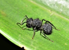 Echinopla melanarctos