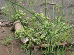 Cyperus virens