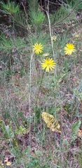 Silphium pinnatifidum, photograph (c) Stephan Eselgroth, some rights reserved (CC BY-SA)