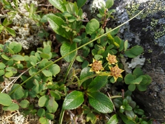 Bupleurum triradiatum