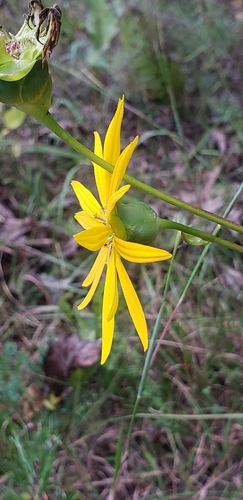 Silphium pinnatifidum, photograph 3