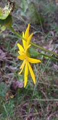 Silphium pinnatifidum, photograph (c) Stephan Eselgroth, some rights reserved (CC BY-SA)