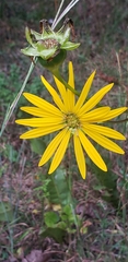 Silphium pinnatifidum, photograph (c) Stephan Eselgroth, some rights reserved (CC BY-SA)