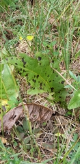 Silphium pinnatifidum, photograph (c) Stephan Eselgroth, some rights reserved (CC BY-SA)