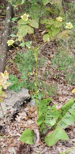 tansy rosinweed (Silphium pinnatifidum)