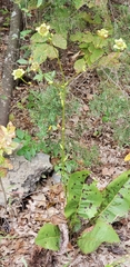 Silphium pinnatifidum