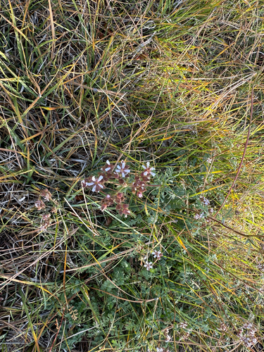 pinewoods horkelia (Horkelia fusca)
