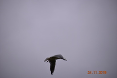 Chroicocephalus ridibundus