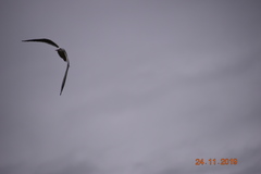 Chroicocephalus ridibundus