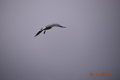 Chroicocephalus ridibundus