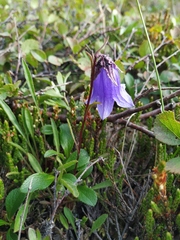 Campanula dasyantha