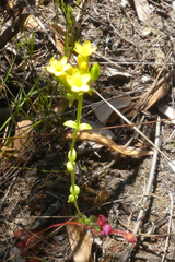 Sebaea stricta