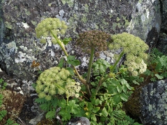 Angelica saxatilis