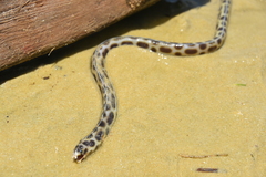 Myrichthys maculosus