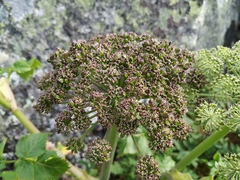 Angelica saxatilis
