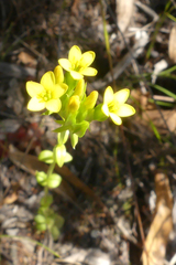 Sebaea stricta