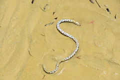 Myrichthys maculosus