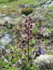 Tofieldia coccinea