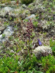 Tofieldia coccinea