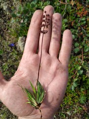 Tofieldia coccinea