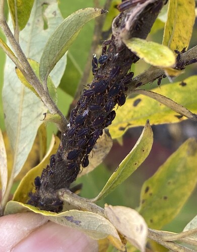 black willow aphid