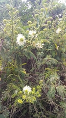 Mimosa quitensis