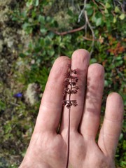 Tofieldia coccinea