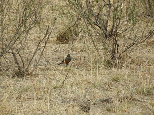 Rufous-bellied Mountain Tanager (Pseudosaltator rufiventris), photo 7