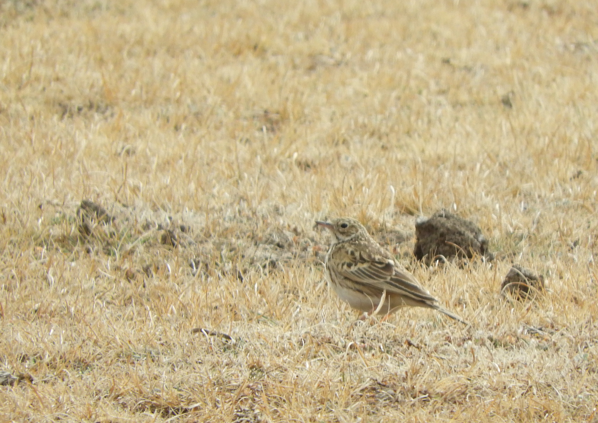 Short-billed Pipit (Anthus furcatus), photo 10