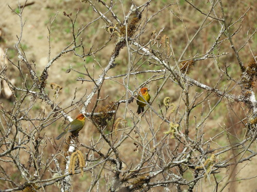 Fulvous-headed Brushfinch (Atlapetes fulviceps), photo 3