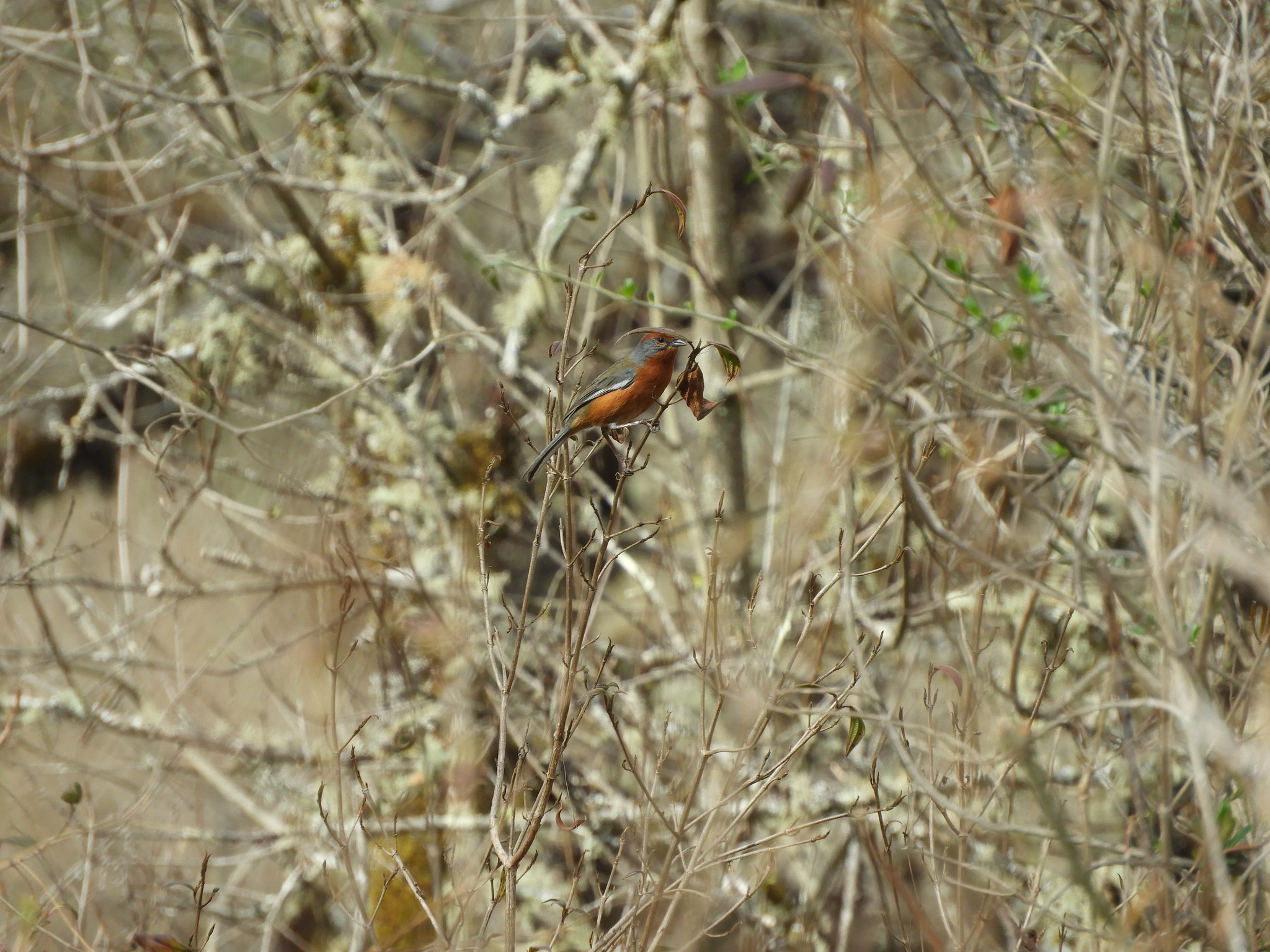 Rusty-browed Warbling Finch (Microspingus erythrophrys), photo 6