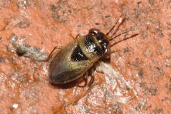 Geocoris megacephalus