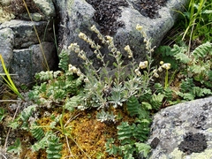 Artemisia lagocephala